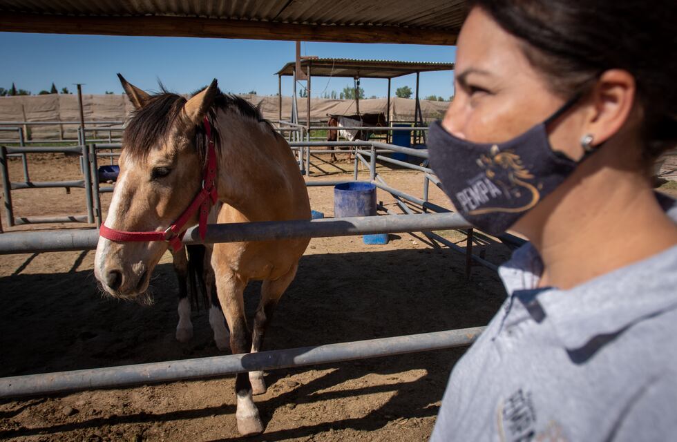 Asociación Pempa pide que la fiscalía no le quite caballos que rescataron de dueños maltratadores