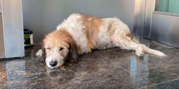 Lo multaron por asistir a un perro callejero en su edificio.