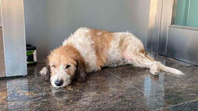 Lo multaron por asistir a un perro callejero en su edificio.