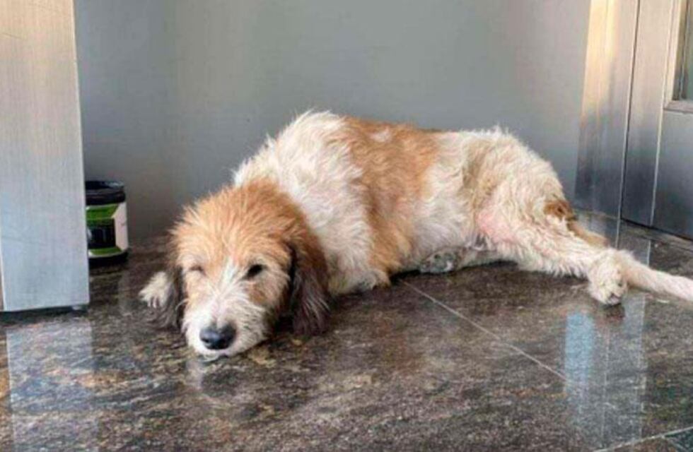 Un cordobés denunció que lo multaron por asistir a un perro callejero: “Afecta la estética del edificio”