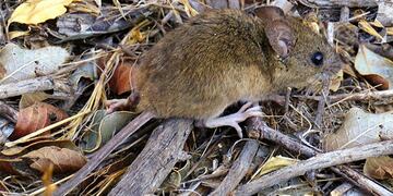 Confirman cinco casos de hantavirus en lo que va del 2021 en Salta