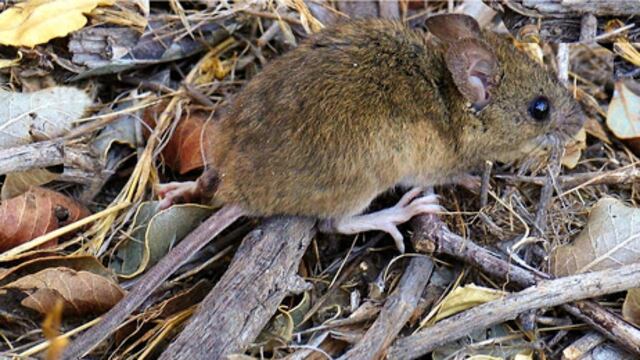 Confirman cinco casos de hantavirus en lo que va del 2021 en Salta