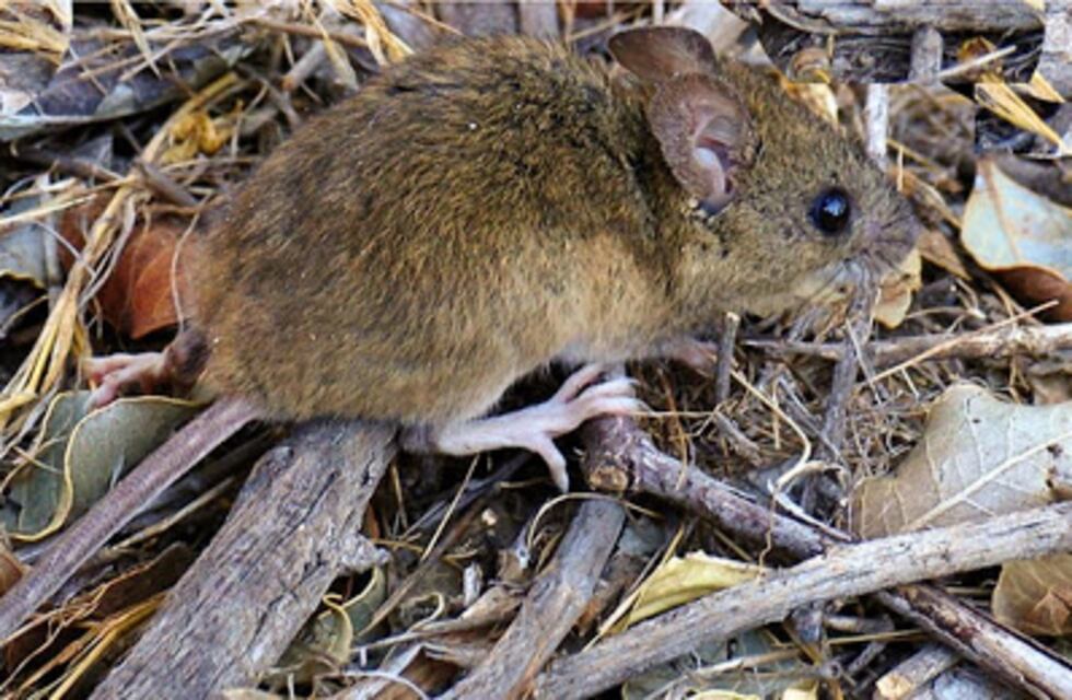 Confirman cinco casos de hantavirus en lo que va del 2021 en Salta