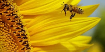 Abeja. Imagen ilustrativa