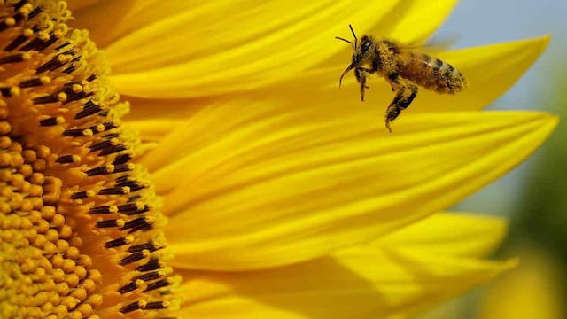 Abeja. Imagen ilustrativa