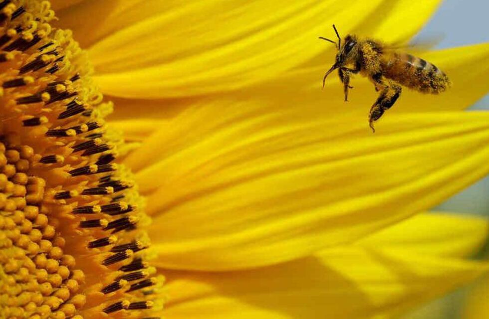 Insólito: una abeja detuvo un minibús turístico en Villa de Merlo