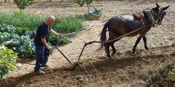 labrado campo con mula