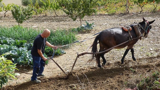 labrado campo con mula
