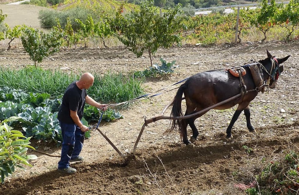 Animal de trabajo del campo por excelencia, con casi nulas oportunidades reproductivas