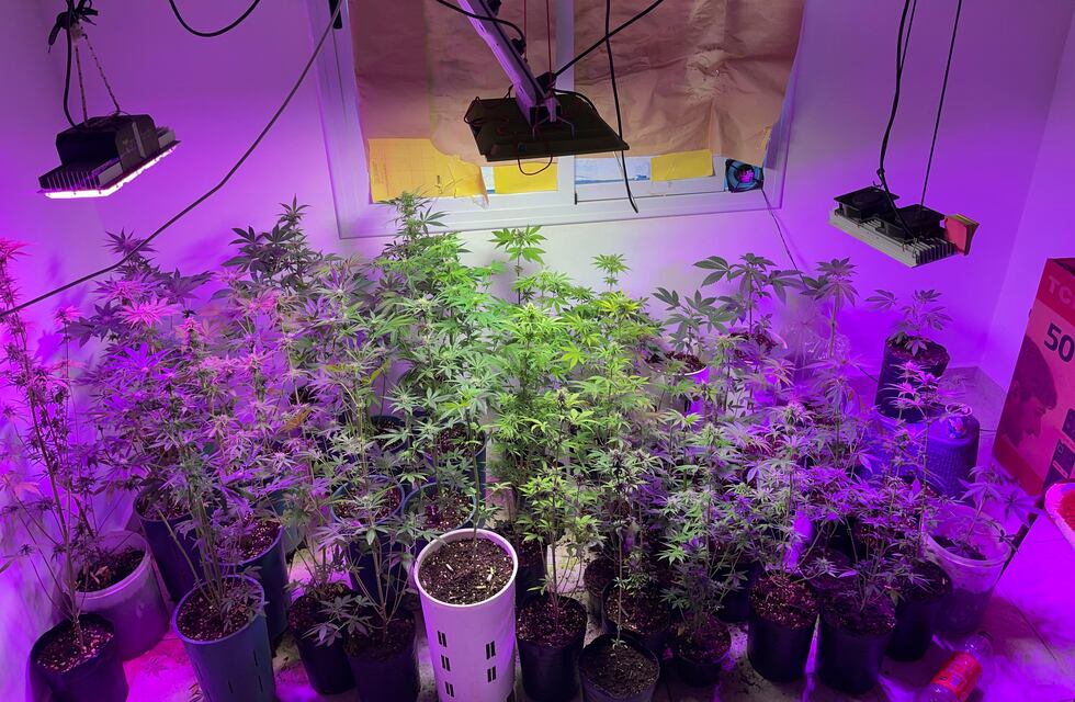 Sorpresa: policías descubren un “narcovivero” en la capital jujeña