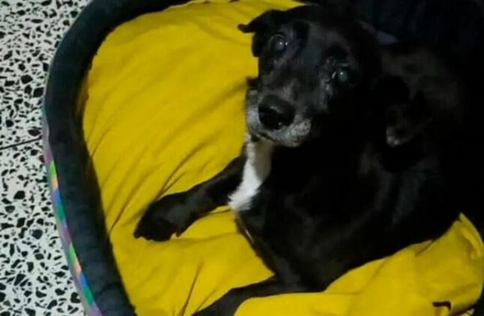 La conmovedora historia de Lola, la perrita que se perdió en Córdoba y apareció en Jujuy