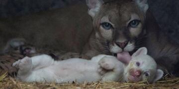 Las espectaculares imágenes del puma albino nacido en Nicaragua
