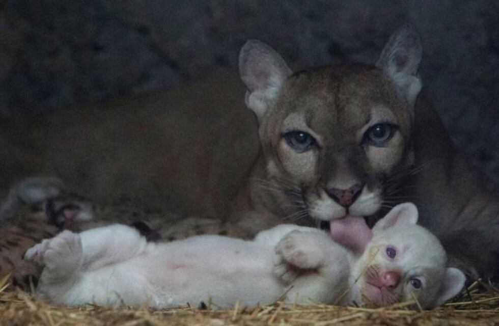 Pura ternura: el increíble y particular nacimiento de un puma albino