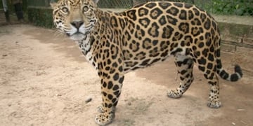 Se complica la situación del sujeto que cazó y mató al yaguareté en Clorinda.