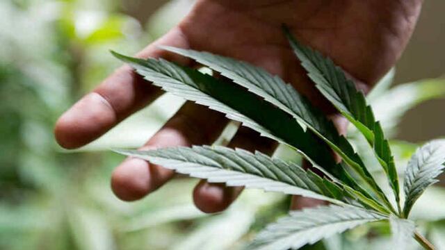 El Gobierno nacional presentó un proyecto para desarrollar la industria del cannabis medicinal y el cáñamo (AP)