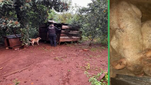 Efectivos policiales recuperaron porcinos que habían sido sustraídos.