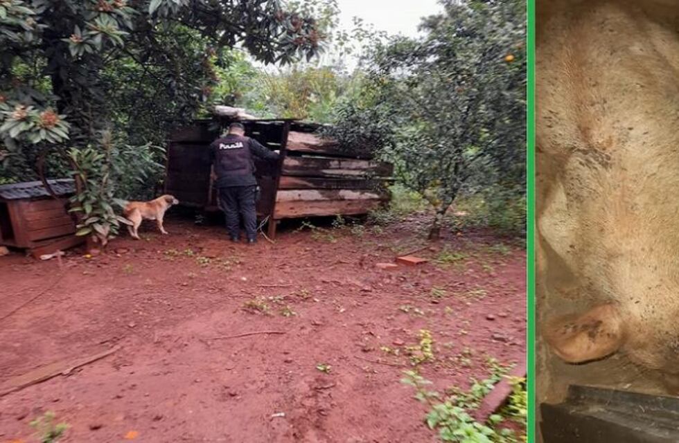 Efectivos policiales recuperaron porcinos que habían sido sustraídos
