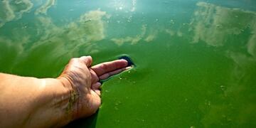 Cianobacterias en el Río de La Plata