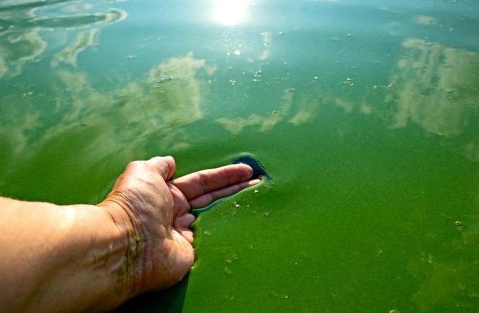 Alerta en el Río de La Plata: qué son las bacterias verdes que aparecieron en el agua