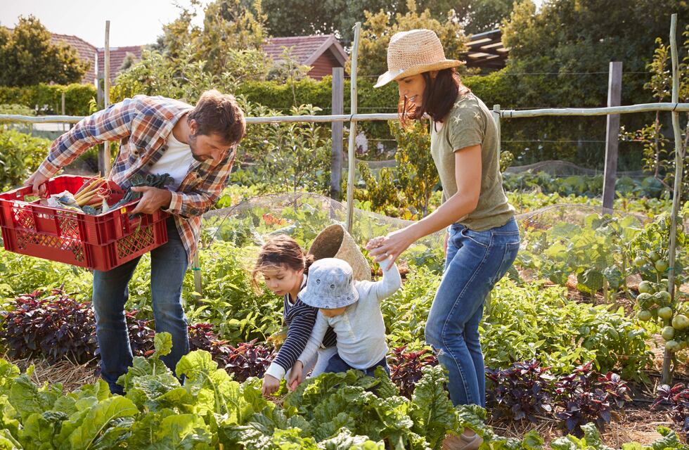 Huerta orgánica: ¡Sembremos ahora para cosechar en otoño e invierno!