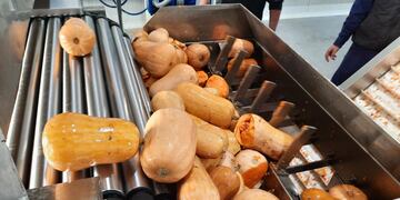 La Pulpera procesa zapallo por segundo año consecutivo.