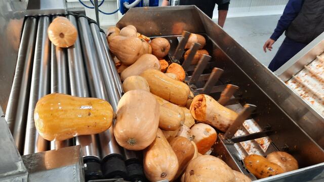 La Pulpera procesa zapallo por segundo año consecutivo.