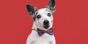 El animal pasó de vivir durante 10 años en la calle a tener un lujoso hogar.