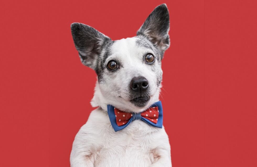 De vivir en la calle a tener un lujoso armario: así cambió la vida de este perro