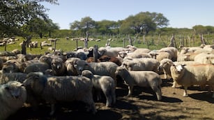 Exportación de carne ovina