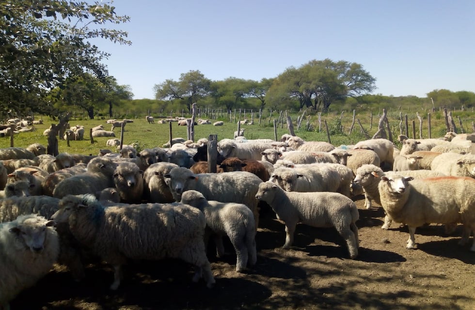 Entre Ríos retoma el mercado ovino en Medio Oriente tras casi 20 años