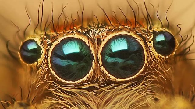 Encontraron una araña con forma de felino en una finca en Mendoza.