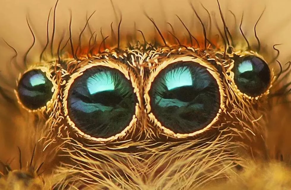 Escalofriante mirada: encontraron una araña con forma de felino en una finca de Mendoza