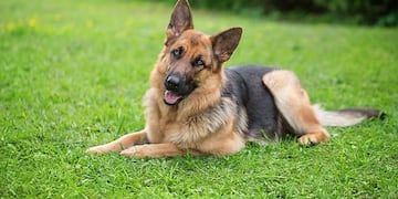 En Santa Rosa, un hombre mató a un perro porque atacó a sus caballos.