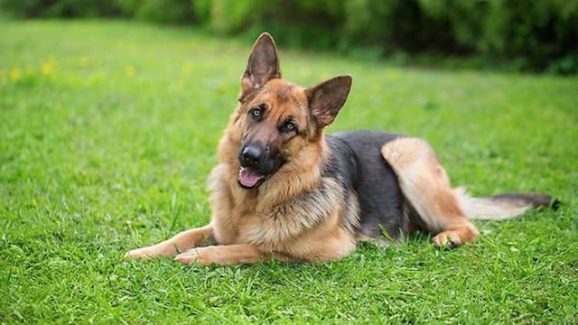 En Santa Rosa, un hombre mató a un perro porque atacó a sus caballos.