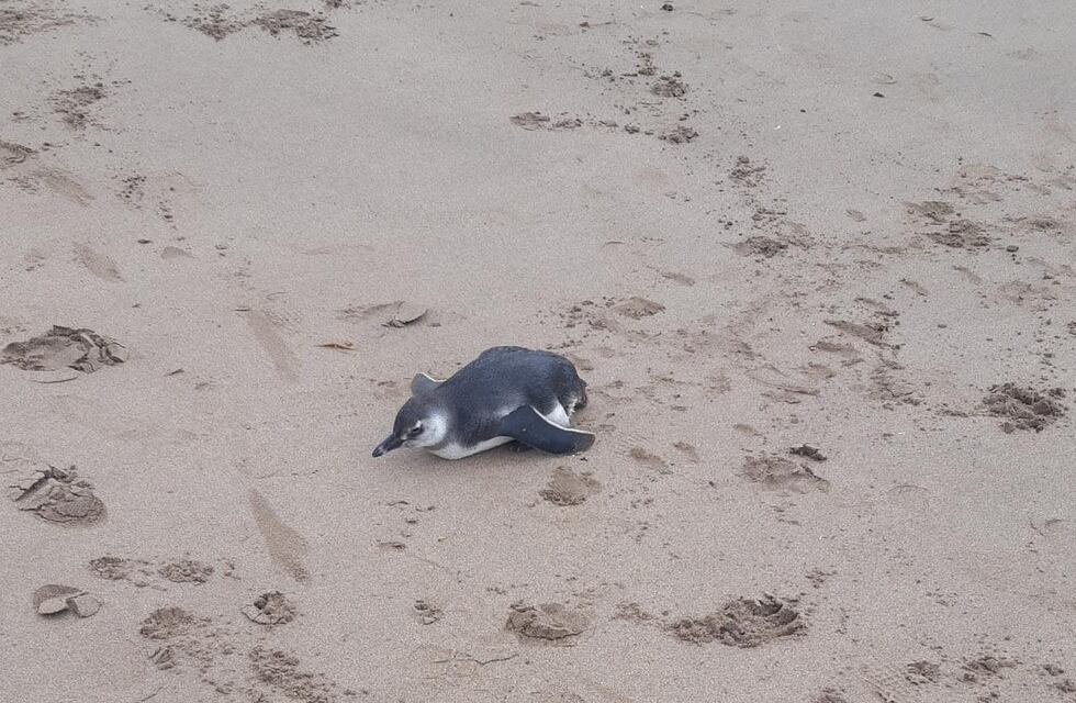 Un agente de la Patrulla Municipal rescató un pingüino en mal estado