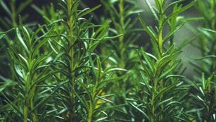 El verdadero motivo por el que se seca la planta de romero y cómo hacer para que crezca rápido.