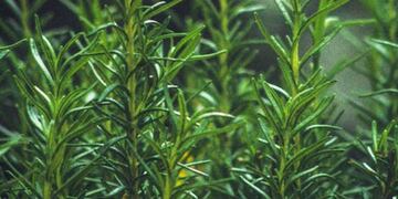 El verdadero motivo por el que se seca la planta de romero y cómo hacer para que crezca rápido.