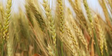 Tres Arroyos será sede virtual del Congreso Nacional de Trigo