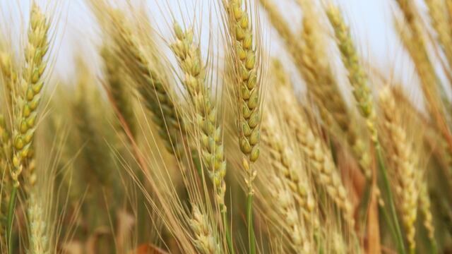 Tres Arroyos será sede virtual del Congreso Nacional de Trigo