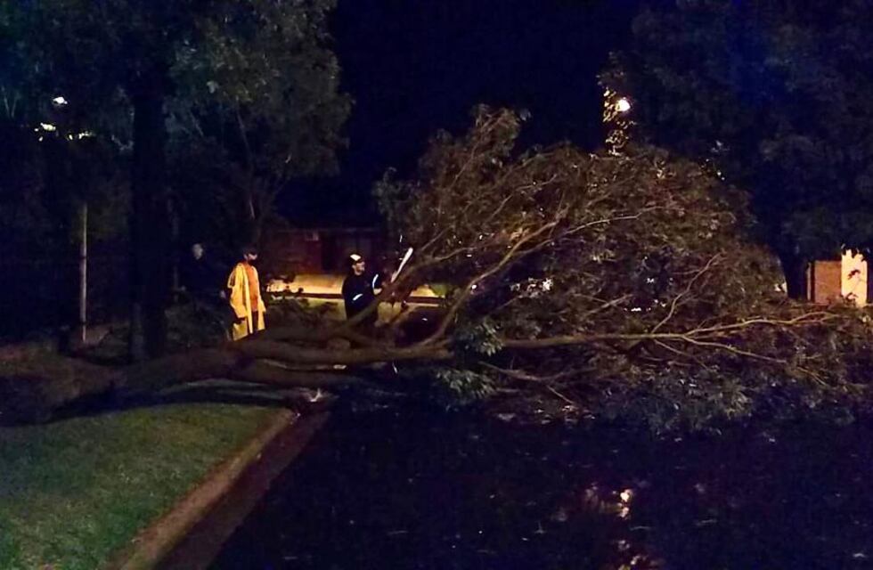 Una fuerte tormenta en  Paraná y zona provocó caída de árboles