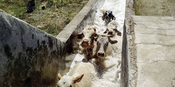Bañadero para combatir la sarna en rodeo
