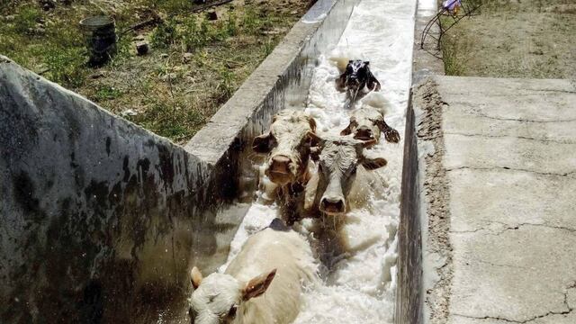 Bañadero para combatir la sarna en rodeo