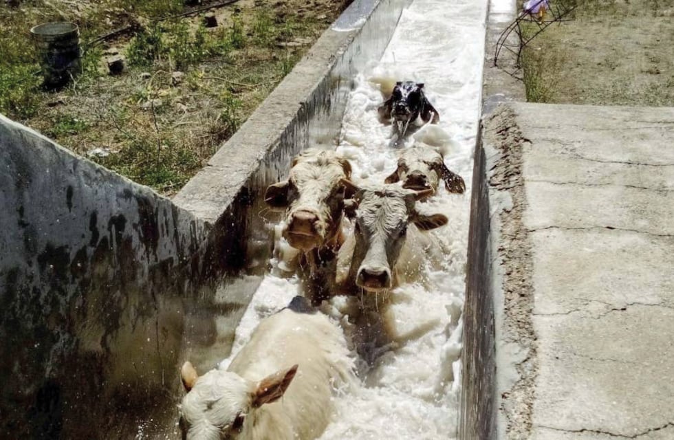 La sarna en bovinos