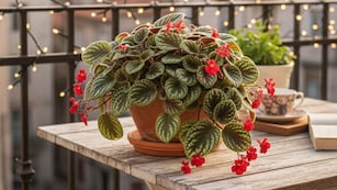 Cuál es la planta fácil de cuidar que “todos quieren tocar” y no puede dejar de estar en tu colección