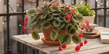 Cuál es la planta fácil de cuidar que “todos quieren tocar” y no puede dejar de estar en tu colección