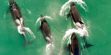 Un grupo de orcas fue filmado "bailando" en la Península Valdés.