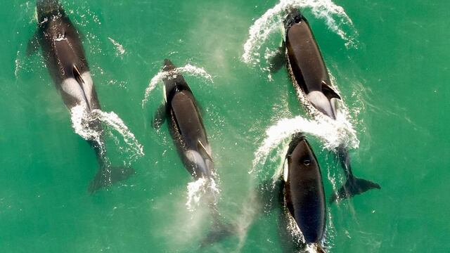 Un grupo de orcas fue filmado "bailando" en la Península Valdés.