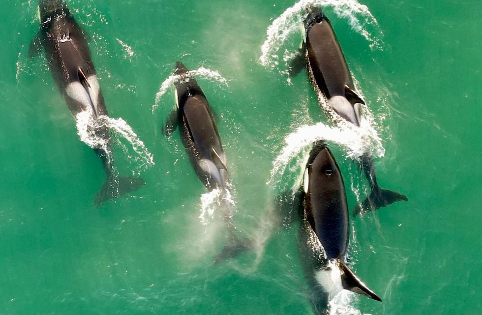 Video: el “nado sincronizado” de estas orcas en la Península Valdés que enamoró a todos en Twitter