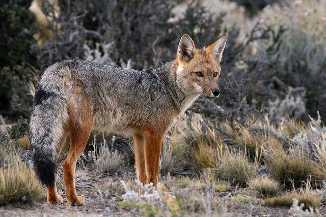 Los vecinos se vieron sorprendidos por la visita de este ejemplar, que se encontraba en el techo de una vivienda.