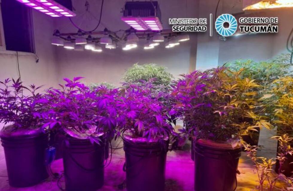 Encontraron un invernadero de plantas de marihuana en Concepción